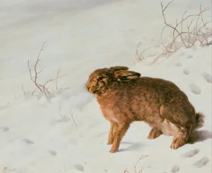 Hare in the Snow